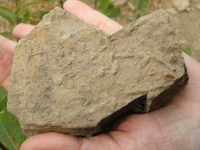 may_hill_fossils.jpg